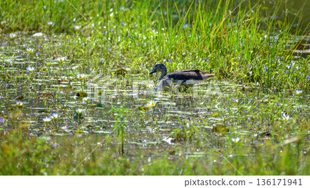 Female Knob-Billed Duck gliding through a freshwater wetland marsh with lush green aquatic plants at Yala National Park Female Knob-Billed Duck gliding through a freshwater wetland marsh with lush green aquatic plants at Yala National Park 136171941