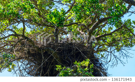 White-Bellied Sea Eagle nesting high in the forest canopy at Yala National Park 136171943
