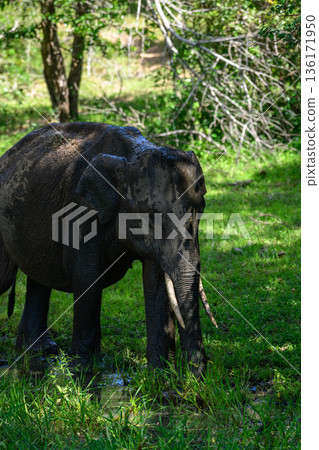 Sri Lankan elephant tusker foraging in lush green grass and dense forest undergrowth in Yala National Park, Sri Lanka Sri Lankan elephant tusker foraging in lush green grass and dense forest undergrowth in Yala National Park, Sri Lanka 136171950