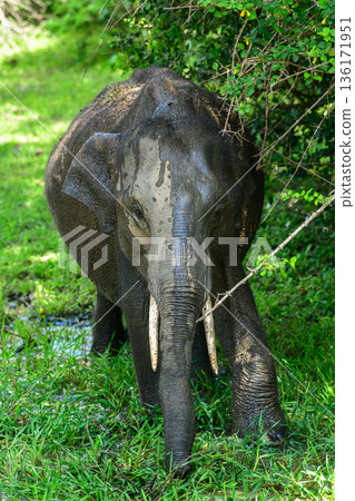 Sri Lankan elephant tusker foraging in lush green grass and dense forest undergrowth in Yala National Park, Sri Lanka Sri Lankan elephant tusker foraging in lush green grass and dense forest undergrowth in Yala National Park, Sri Lanka 136171951
