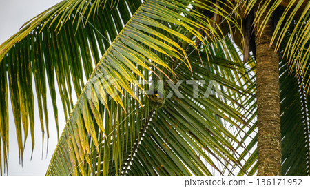 Baya weaver bird hangs beneath a sunlit palm frond as it skillfully builds its intricately woven nest in a lush tropical habitat Baya weaver bird hangs beneath a sunlit palm frond as it skillfully builds its intricately woven nest in a lush tropical habitat 136171952