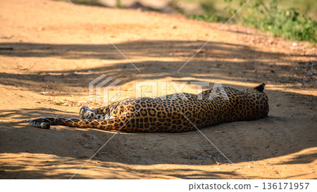 Relaxed leopard lies on its back across a sunlit dirt road in Yala National Park, Sri Lanka. Relaxed leopard lies on its back across a sunlit dirt road in Yala National Park, Sri Lanka. 136171957