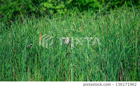 A streaked weaver bird weaving a hanging nest among tall green reeds, blending perfectly into a lush grassland habitat in Yala National Park. A streaked weaver bird weaving a hanging nest among tall green reeds, blending perfectly into a lush grassland habitat in Yala National Park. 136171962