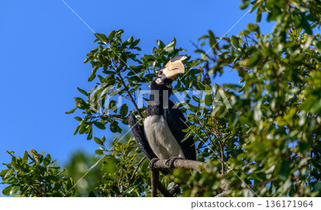 A Malabar pied hornbill perches on a tree branch close up against green foliage in Yala National Park, Sri Lanka A Malabar pied hornbill perches on a tree branch close up against green foliage in Yala National Park, Sri Lanka 136171964