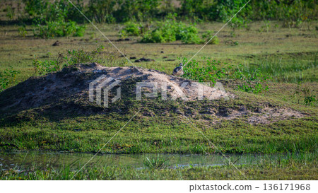 Great thick-knee stands alert atop a sandy termite mound beside a shallow water stream in the open grassland of Yala National Park, Sri Lanka Great thick-knee stands alert atop a sandy termite mound beside a shallow water stream in the open grassland of Yala National Park, Sri Lanka 136171968