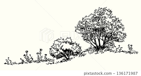 Vector drawing. Big green bushes Vector drawing. Big green bushes 136171987
