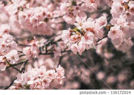 【近江神社】歷史悠久的神社，櫻花盛開，景色優美。 136172024