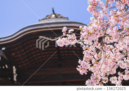【近江神社】歷史悠久的神社，櫻花盛開，景色優美。 136172025