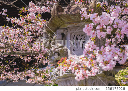 【近江神社】歷史悠久的神社，櫻花盛開，景色優美。 136172026