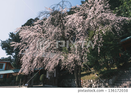 【近江神社】歷史悠久的神社，櫻花盛開，景色優美。 136172038