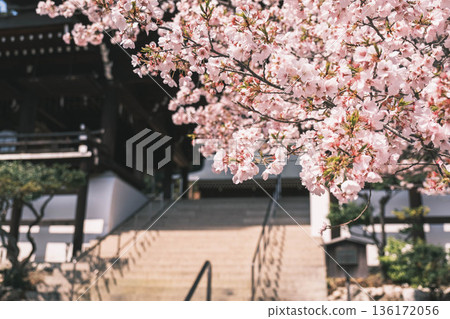 【近江神社】歷史悠久的神社，櫻花盛開，景色優美。 136172056