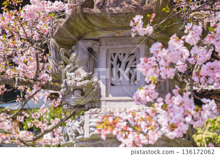 【近江神社】歷史悠久的神社，櫻花盛開，景色優美。 136172062