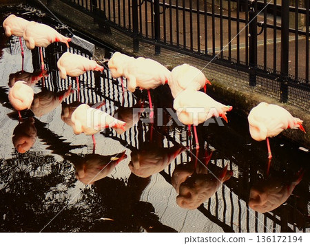 Flamingo 2 Flamingo 2 136172194