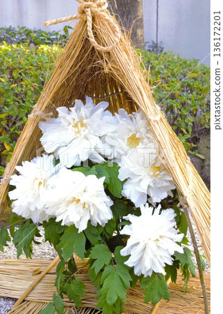 白牡丹花 白牡丹花 136172201