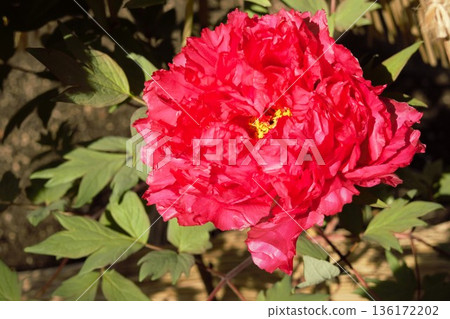 紅牡丹花 紅牡丹花 136172202
