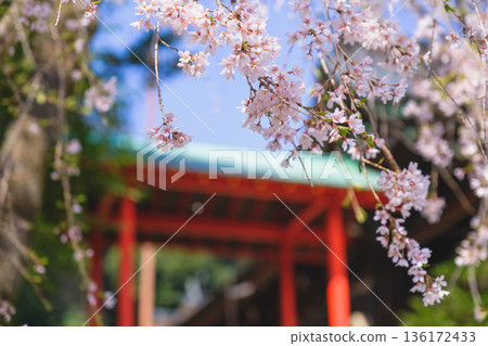 【近江神社】滋賀縣一座歷史悠久的神社景色 136172433