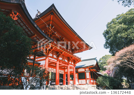 [Omi Shrine] A view of a historic shrine in Shiga Prefecture 136172448
