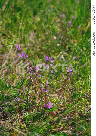 【安須地區】自然風光 136172557