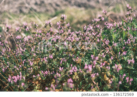【安須地區】自然風光 136172569