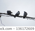 Three gray pigeons sit on the wires against a gray sky 136172609