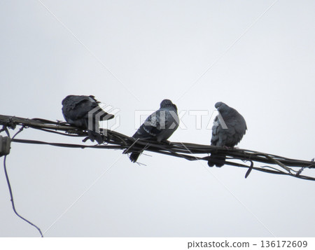 Three gray pigeons sit on the wires against a gray sky 136172609