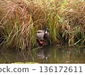The drake, Mallard or wild duck (Anas platyrhynchos) male swimming in a pond with a green grass background 136172611