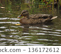 Wild brown duck swimming in a pond with a green grass background 136172612