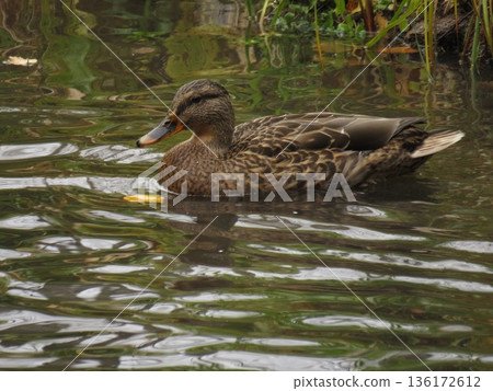 Wild brown duck swimming in a pond with a green grass background Wild brown duck swimming in a pond with a green grass background 136172612