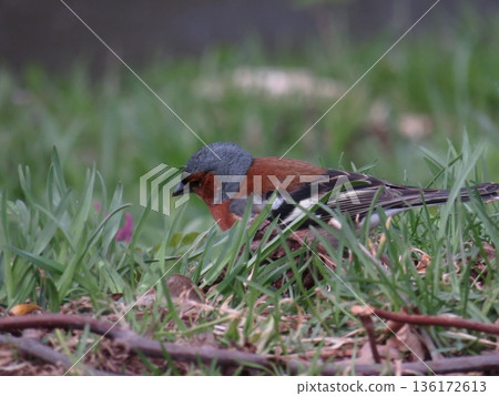 Finch bird (Fringilla coelebs) is searching for food in the grass on bright spring greenery background in park 136172613