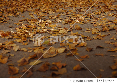 Dry fallen autumn leaves on gray asphalt road surface Dry fallen autumn leaves on gray asphalt road surface 136172627