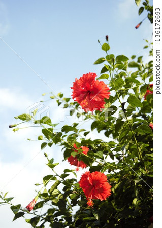 奇特旺2號，藍天紅花。 136172693