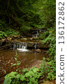Mountain stream Socolovets. A quiet pocket of untouched nature in the woods. A narrow stream winds through a dense, green forest, slipping over smooth rocks to form a series of small, gentle waterfall 136172862