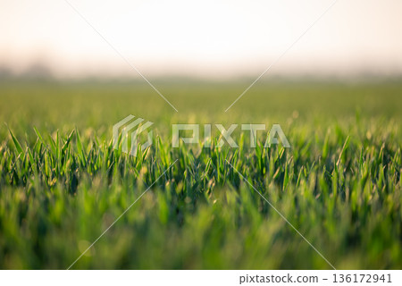 Close up photo of green grass in field. Winter wheat early in spring, fresh and bright Close up photo of green grass in field. Winter wheat early in spring, fresh and bright 136172941