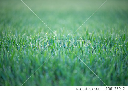 Bright green winter wheat in water drops. Fresh morning shot of green grass in the field Bright green winter wheat in water drops. Fresh morning shot of green grass in the field 136172942