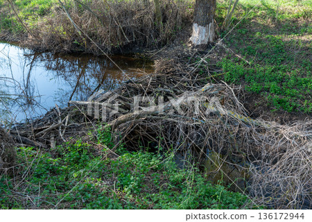 Stream in forest with beaver dam. Beaver built dam to rise water level Stream in forest with beaver dam. Beaver built dam to rise water level 136172944