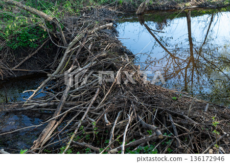 Small beaver dam built with sticks, branches and mud. Beavers rising water level in river with a dam Small beaver dam built with sticks, branches and mud. Beavers rising water level in river with a dam 136172946
