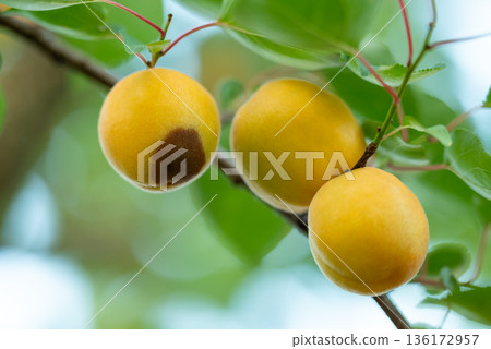 Green unripe apricots with rotten parts on a tree. Close up of rotten apricots on a tree 136172957