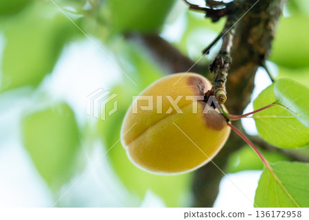 Green unripe apricot with rotten part. Close up of rotten apricot on a tree, disease spoiling harvest of apricots 136172958
