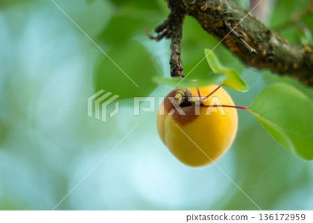 Unripe rotten apricot. Close up of rotten apricot on a tree, disease spoiling ripening apricots 136172959