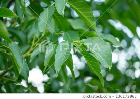 Branch of walnut tree with bright green leaves. Walnut leaves on a tree on summer day 136172963