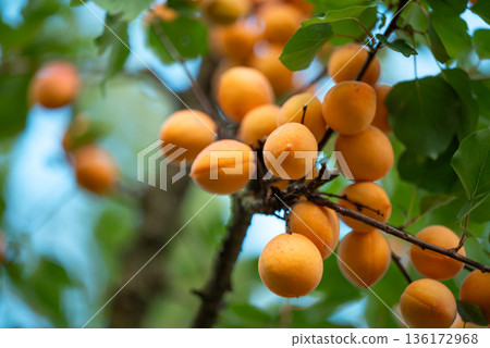 Branches of apricot tree with many ripe berries. Nice harvest of apricot, big tasty apricots on tree branches ready to be picked Branches of apricot tree with many ripe berries. Nice harvest of apricot, big tasty apricots on tree branches ready to be picked 136172968