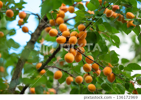 Branches full of ripe tasty apricot berries. Delicious apricots, orange juicy berries ready for harvest 136172969