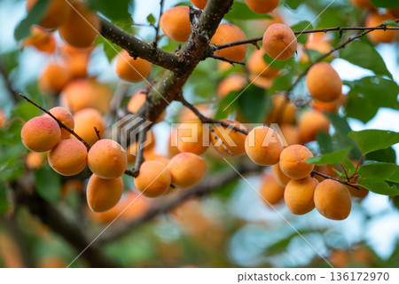 Close up of ripe orange apricots on a tree. Tree branches full of tasty apricots ready for harvest, delicious apricots full of vitamin C Close up of ripe orange apricots on a tree. Tree branches full of tasty apricots ready for harvest, delicious apricots full of vitamin C 136172970