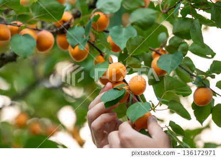 Hands of a man picking apricots from the tree. Harvest of apricots on a farm, worker picking ripe juicy apricots from tree branches Hands of a man picking apricots from the tree. Harvest of apricots on a farm, worker picking ripe juicy apricots from tree branches 136172971