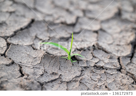 Plant growing in dried cracked soil. Strong plant growing in unfavorable waterless place, overcome difficulties, do impossible concept Plant growing in dried cracked soil. Strong plant growing in unfavorable waterless place, overcome difficulties, do impossible concept 136172973