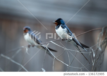 Barn swallow (Hirundo rustica) sitting on rope. Pair of swallows, one tweeting, birds family Barn swallow (Hirundo rustica) sitting on rope. Pair of swallows, one tweeting, birds family 136172995