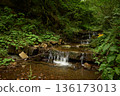 The quiet still waters of a mountain cascade stream in the middle of a green forest. Socolovets river in Gorgany low-mountains, Ukrainian Carpathians. Vyhoda settlement hromada, Kalush raion, Ukraine  136173013