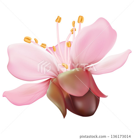 Cherry Blossom Flower Isolated Cherry Blossom Flower Isolated 136173014