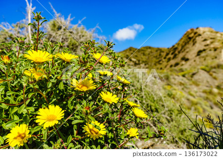 Yellow flowers on mediterranean coast 136173022
