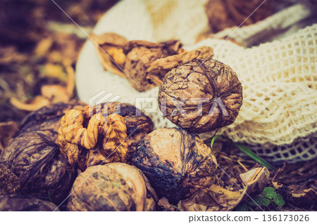 Walnut whole and kernels outdoors on ground. Walnut whole and kernels outdoors on ground. 136173026